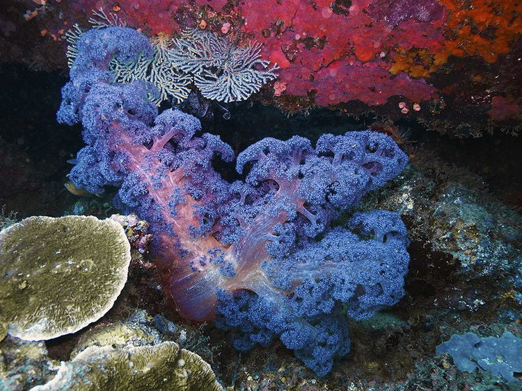 Какие существуют решения для спасения кораллов? - Institut océanographique